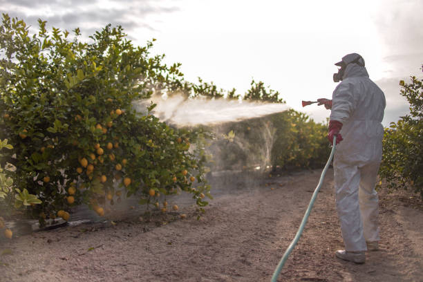 Trusted Pocomoke City, MD Pest Control Experts